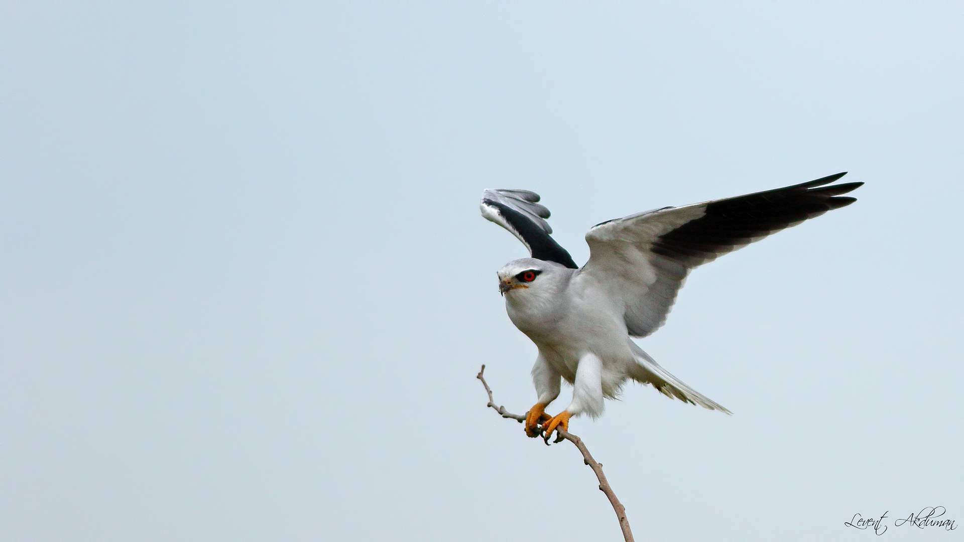 Black-winged Kite